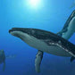 Endless Ocean Adventure Game for Wii