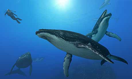 Endless Ocean Adventure Game for Wii